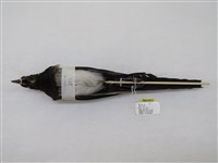 藏品(喜鵲)的圖片